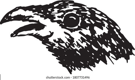 vector illustration of a black crow