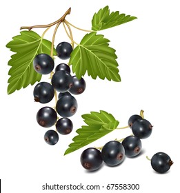   Vektorgrafik. Schwarzer Johannisbeere mit grünen Blättern.