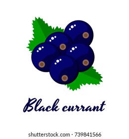 Vector illustration. Black currant. Garden berries.