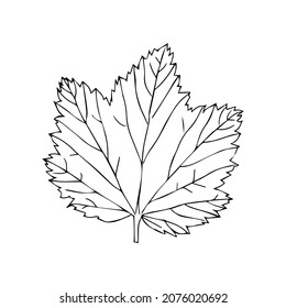 The Vector illustration of a black currant leaf isolated on a white background