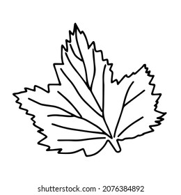 The Vector illustration of a black currant leaf isolated on a white background