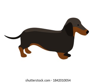 Vector illustration of a black dachshund with brown spots isolated on white background.  Hand-drawn illustration in flat design.  Suitable for dog breeds illustration, dog grooming, dog products.