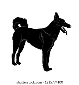 Vector illustration. Black dog silhouette isolated on white background.EPS 8