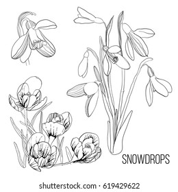 Vector illustration of black drawing contour sketch of snowdrop. Graphic design isolated object for spring. Blossoming flowers.