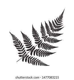 Vector illustration of a black fern leaf isolated on white background. 