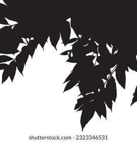 Vector illustration with Black Ficus Benjamina branches and leaves.