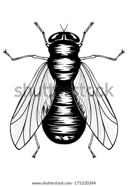 Vector Illustration Black Fly Stock Vector (Royalty Free) 175220384