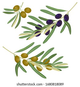 Vector illustration of black and green olives branch isolated on white background. Design for olive oil, natural cosmetics, health care products. Vector