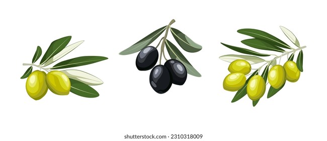 Vector illustration of black and green olives branch isolated on white background. 
Color set olives with leaves in cartoon and flat simple style. 
Design for olive oil, health care products