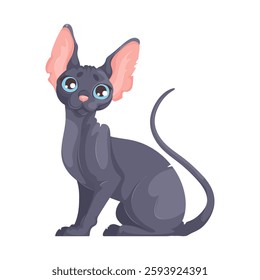 Vector illustration of a black hairless cat with blue eyes, large ears, and curled tail sitting upright on a white background. Illustration of a Sitting Black Hairless Cat