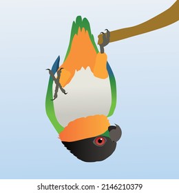 A vector illustration of a  black headed caique (also known as black headed parrot, black-capped parrot or pallid parrot) hanging upside down on one paw. He looks very clownish.