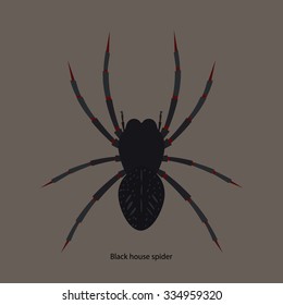 Vector illustration of black house spider
