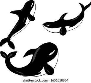 vector illustration black killer whales on a white background
