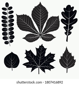 Vector illustration of black leaves of different trees on a white background.
