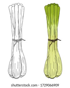 Vector illustration of black line and colorful hand drawn lemongrass isolated on white background. Design for species, oil, cosmetic and tea packing