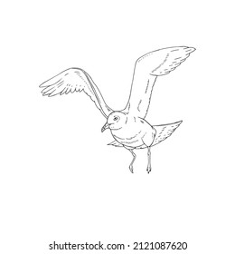 Vector illustration of black line flying seagull isolated on white background