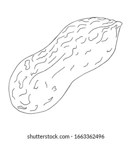 Ilustración vectorial de la línea negra con cáscara de cacahuete dibujada a mano aislada en fondo blanco
