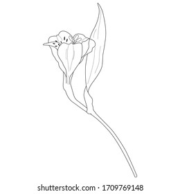 Vector illustration of black line hand drawn alstroemeria flower isolated on white background
