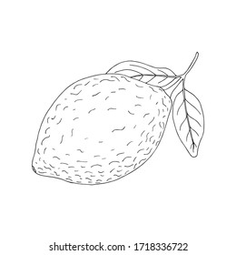 Vector illustration of black line hand drawn lemon with leaves isolated on white background. Design for citrus juice, natural and organic products packing