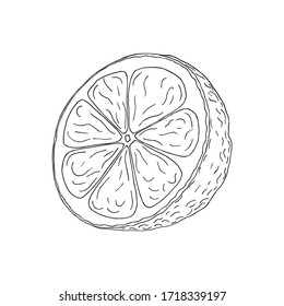 Vector illustration of black line hand drawn citrus isolated on white background. Design for citrus juice, natural and organic products packing