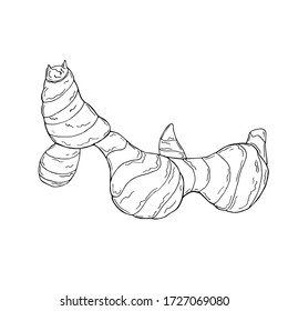 Vector illustration of black line hand drawn galangal root isolated on white background