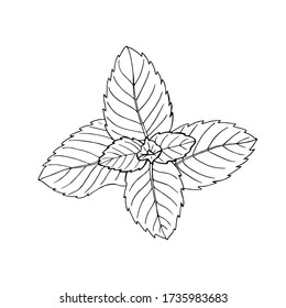 Vector illustration of black line hand drawn mint leaves isolated on white background