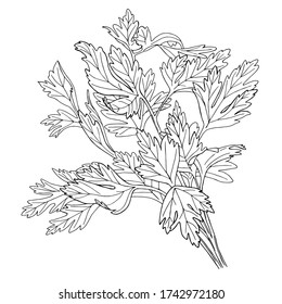 Vector illustration of black line hand drawn cilantro or coriander branch isolated on white background