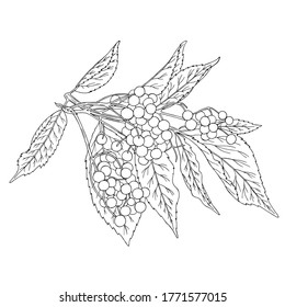 Vector illustration of black line hand drawn elderberry branch isolated on white background
