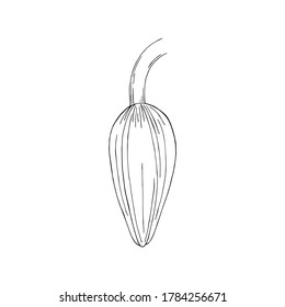 Vector illustration of black line hand drawn dianella or flax lily bud isolated on white background