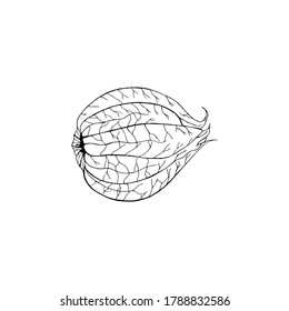 Ilustración vectorial de fisalis dibujados a mano en línea negra aislados en fondo blanco