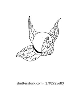 Vektorgrafik von handgezeichnet schwarzer Linie, handgezeichnet, von Physalis, einzeln auf weißem Hintergrund