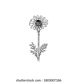 Vector illustration of black line hand drawn chamomile isolated on white background