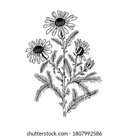 Ilustración vectorial del camomila dibujada a mano en línea negra aislada en fondo blanco