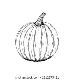 Vector illustration of the black line hand drawn pumpkin isolated on white background