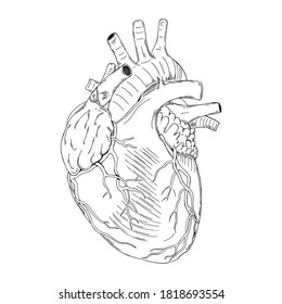 Vector illustration of black line hand drawn human heart isolated on white background