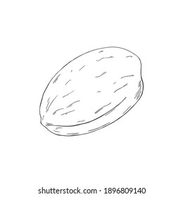 Vector illustration of black line hand drawn pecan in nutshell isolated on white background