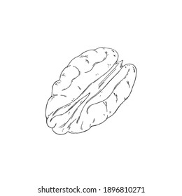 Vector illustration of black line hand drawn pecan isolated on white background