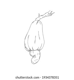 Vektorgrafik von handgezeichnet schwarzen Linien, gezeichnet, Cashew-Früchte einzeln auf weißem Hintergrund