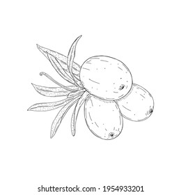 Ilustración vectorial de la línea negra de la espina dorsal con bayas aisladas en fondo blanco