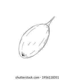 Vector illustration of black line hand drawn sea buckthorn berry isolated on white background