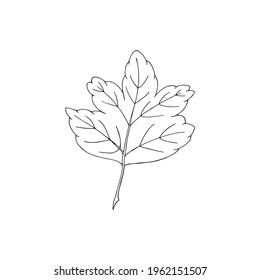 Vector illustration of black line hand drawn gooseberry leaf isolated on white background