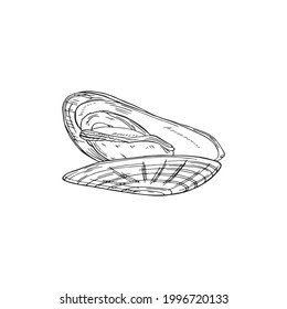Vector illustration of black line hand drawn opened mussel isolated on white background
