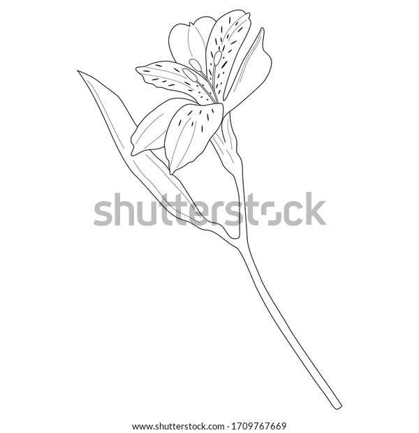 Vector Illustration Black Line Hand Drawn Stock Vector (Royalty Free ...