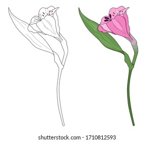Vector illustration of black line and pink hand drawn alstroemeria flowers isolated on white background