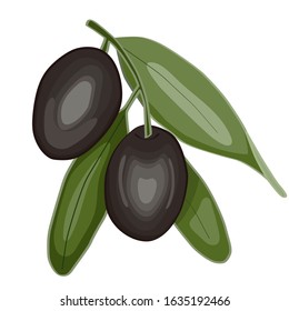 Vector illustration of black olive branch with leaves isolated on white background. Design for olive, natural and organic products
