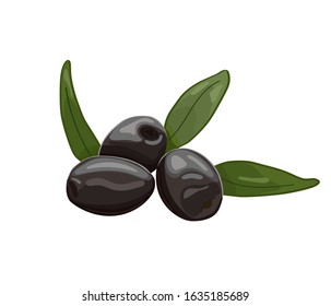 Vector illustration of black olives with leaves isolated on white background. Design for olive, natural and organic products