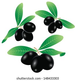 vector illustration of black olives on branch with leaves