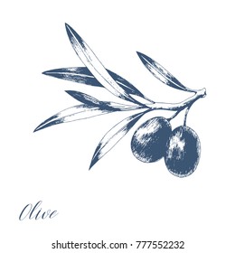 Vector illustration of black olives on branch. Isolated design element. Monochrome engraving technique.