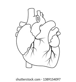Vector Illustration, Black outline real heart on white background