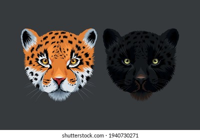 Vector illustration of black panther and jaguar